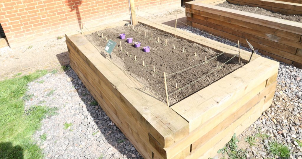 A growin box made of thick wooden sleepers, filled with soil. There are small sticks poking up out of the soil showing where beet seeds have been sown.