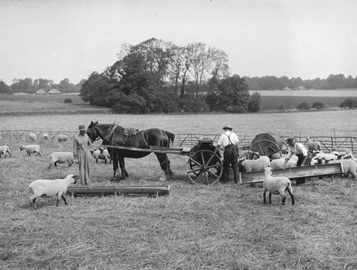 Watering sheep using a horse-drawn water cart