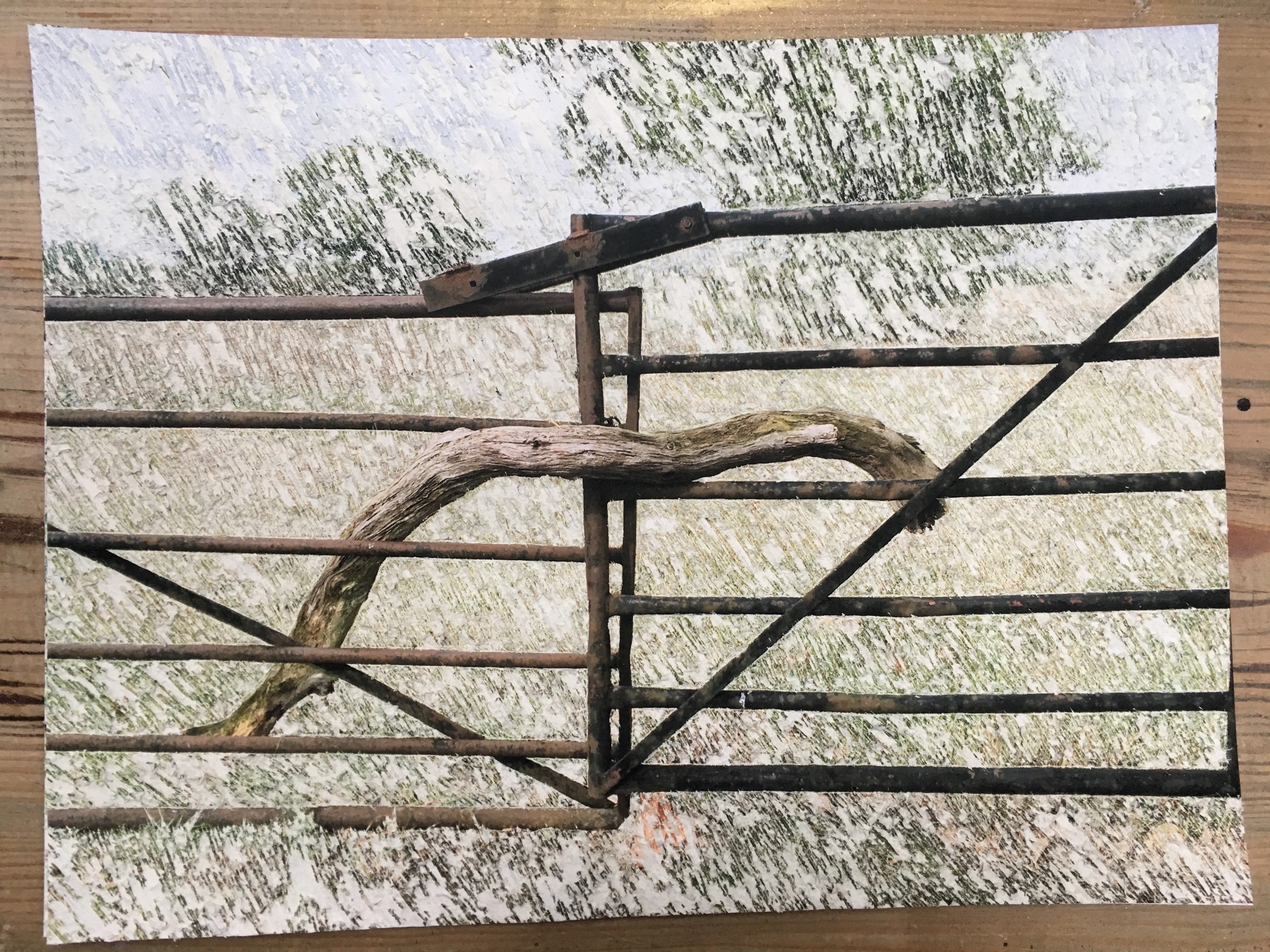 A scratch drawing of a branch being used to hold a metal gate shut