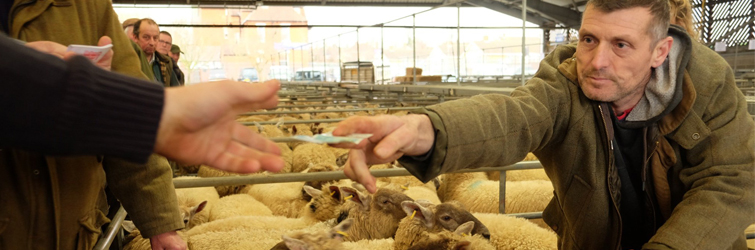 A farmer leans over a sheep pen at market handing over money to another farmer