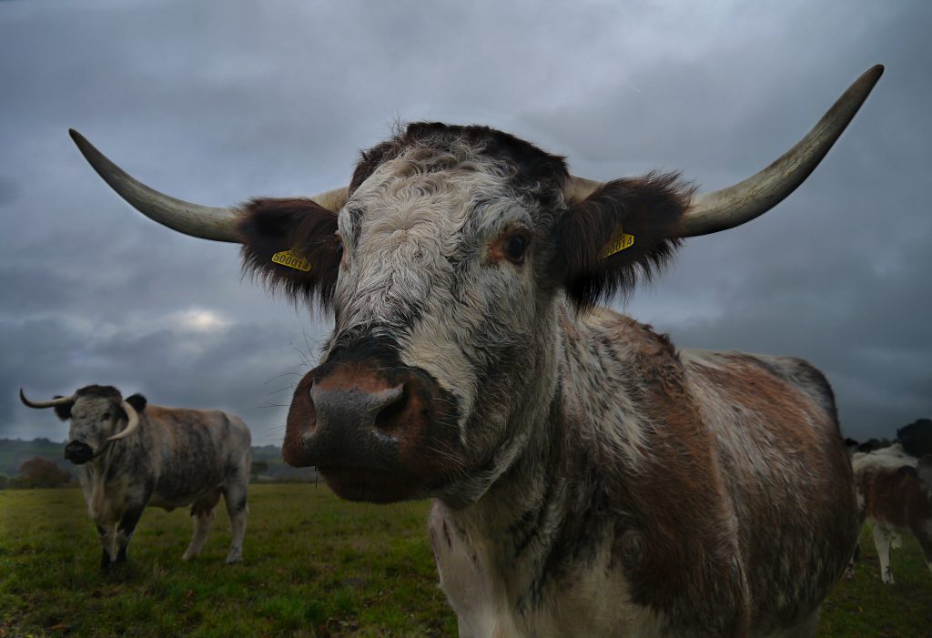 a close up image of a brown and white cow with horns in the foreground and two other cows in the distance.