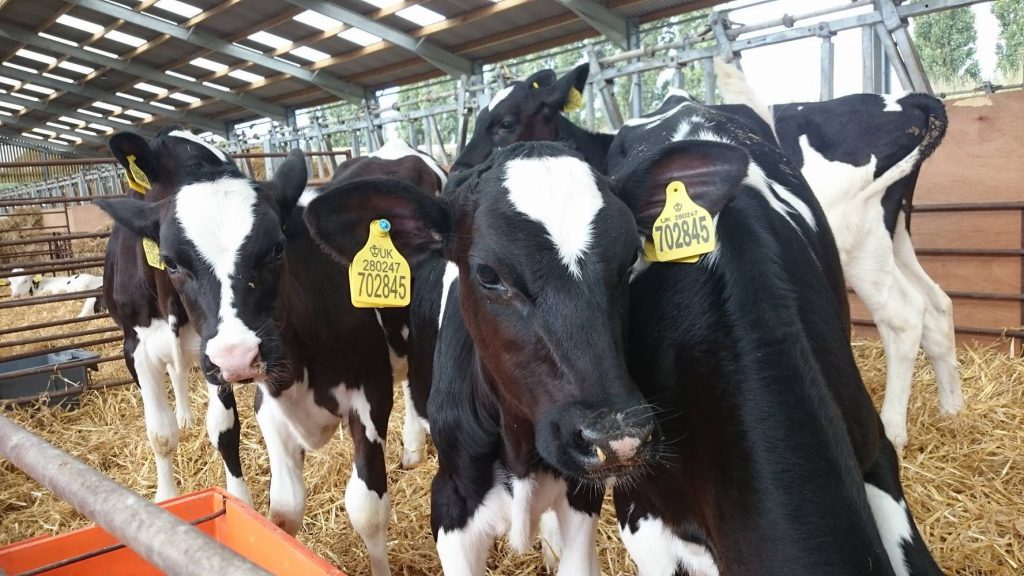 a herd of black and white calves in a pen