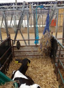 a black and white calf laying in hay in a pen with enrichment objects