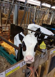 close up image of a black and white calf in a pen