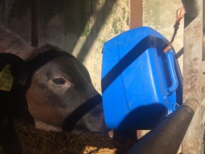 image of a brown calf playing with a blue plastic container