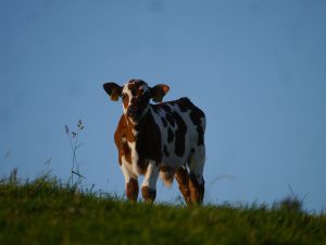 A white calf with brown patches, with a clear blue sky in the background and grass in the foreground.