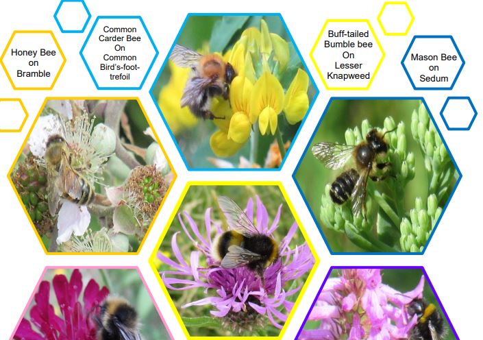 Pictures off bees and flowers inside hexagons from the MERL bee friendly flower trail