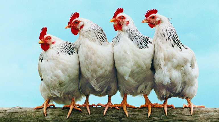 Row of 4 white chickens standing on a log against a blue background