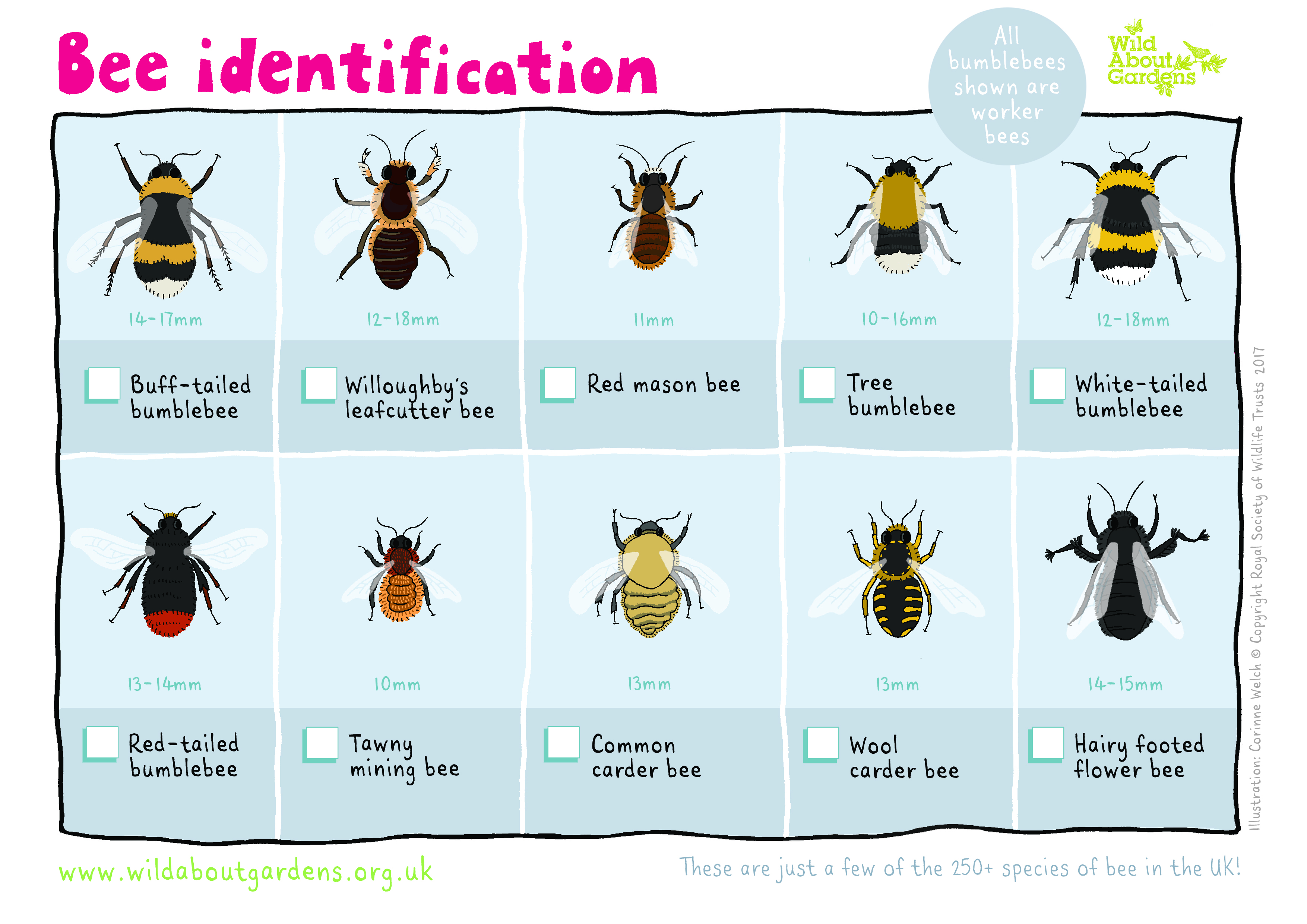Wildlife Trusts bee identification sheet
