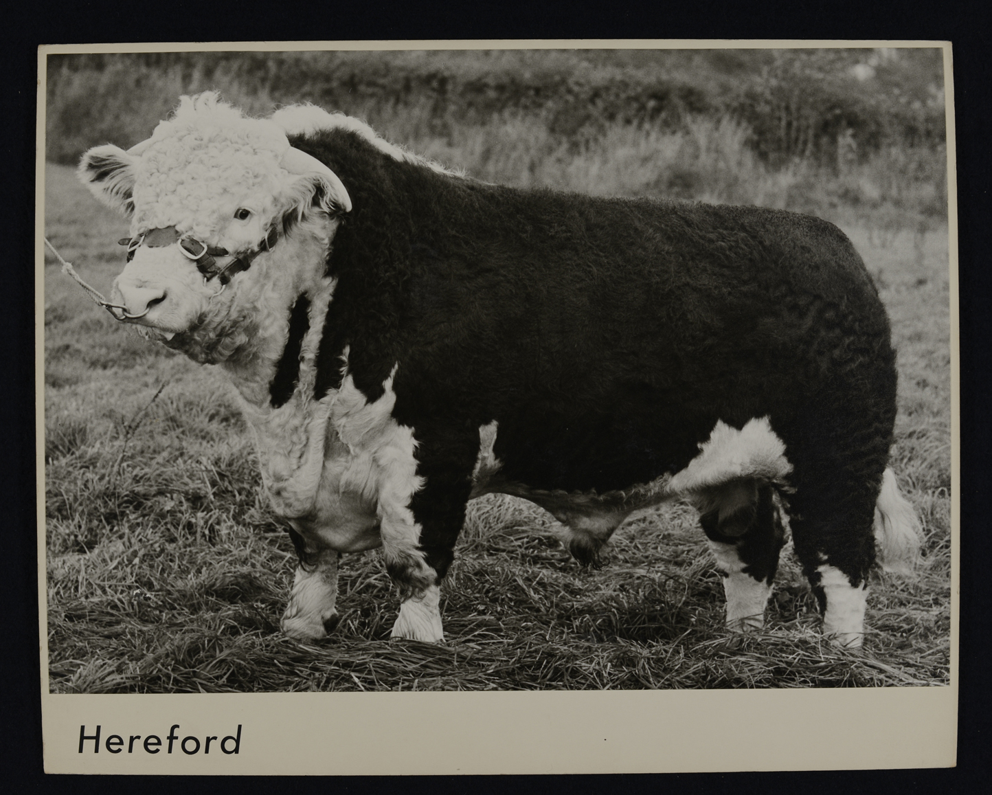 A black and white photograph of a large bull.