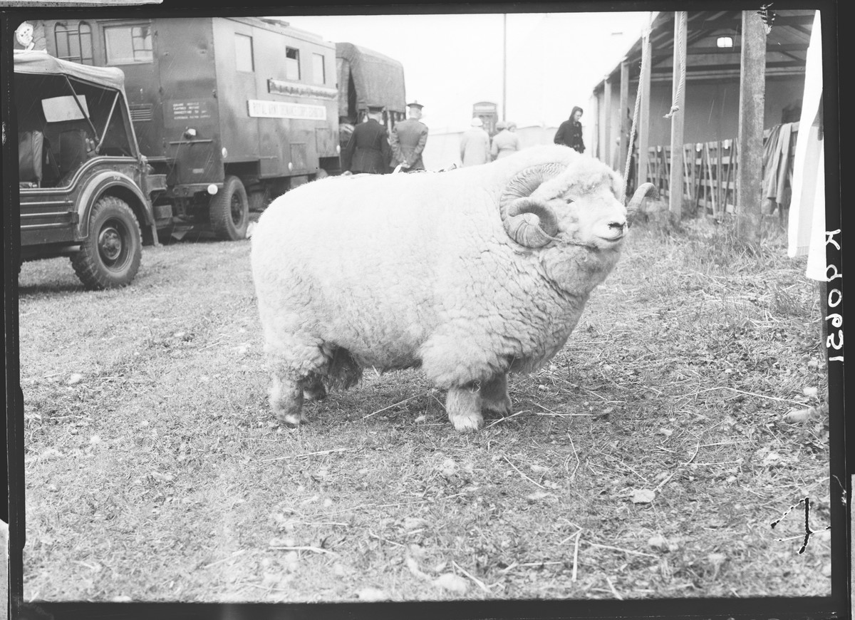 A ram with a thick coat and horns stands facing the right of the photograph. In the background is a van and people walking around.