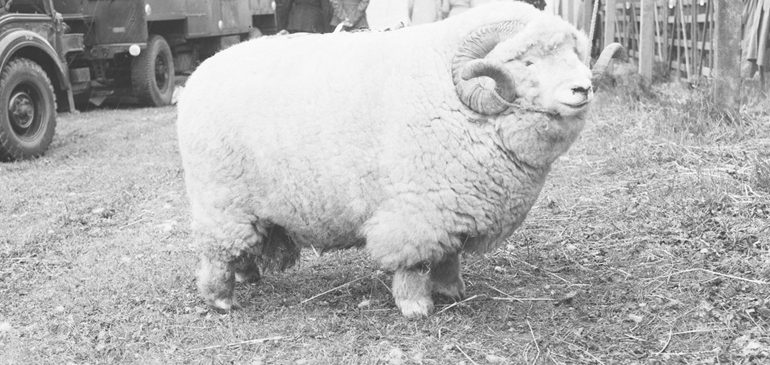 A black and white photograph of a ram facing right, as featured in the viral absolute unit tweet.