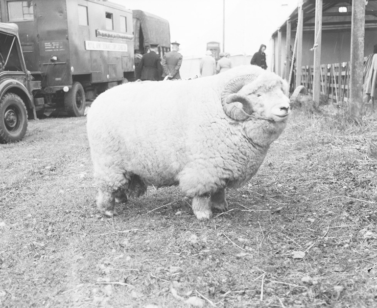 A black and white photograph of a ram facing right, as featured in the viral absolute unit tweet.