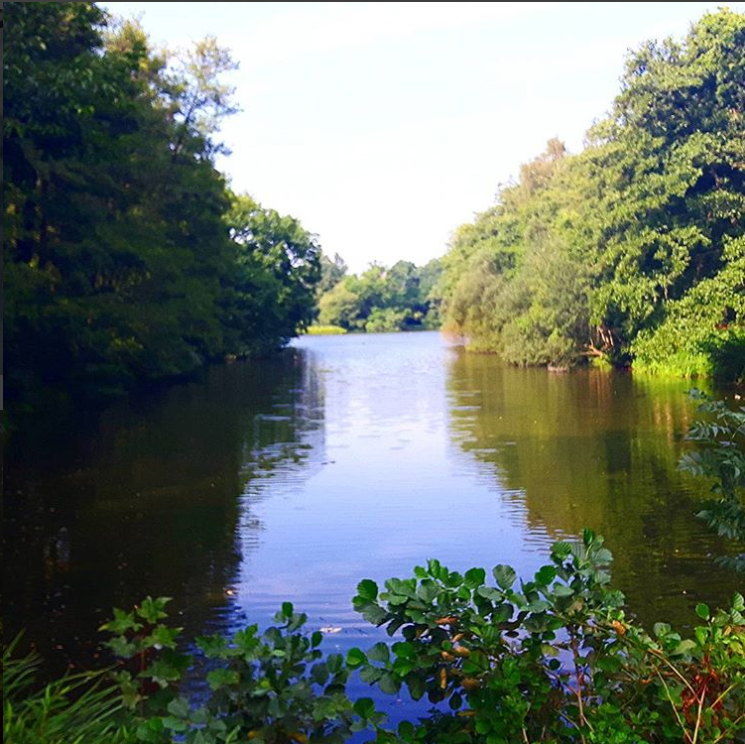 An image of a lake surrounded by trees