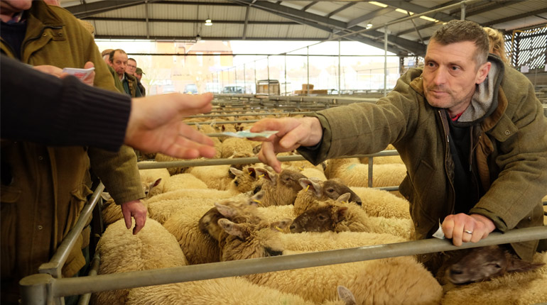 A white man in a beige jacket hands money over to a person out of shot. They are standing in an agricultural barn with sheep in pens. This image featured in the exhibition on Contemporary Farming.