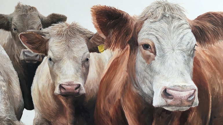 Painting of cows by artist, Katie Wilkins