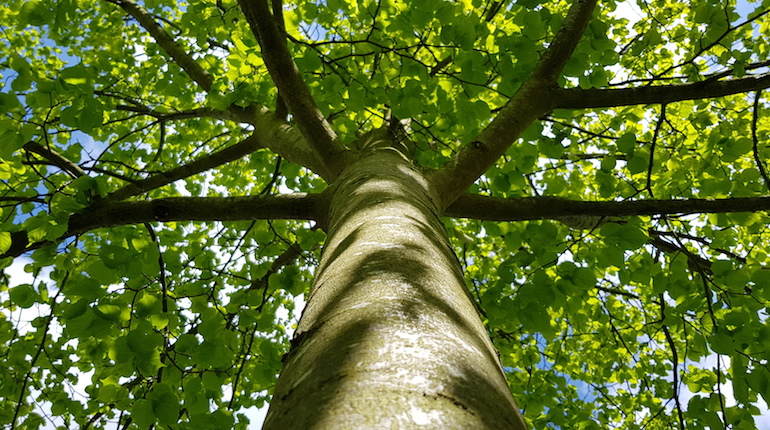 Looking up through the branches of a tree with the trunk in the center