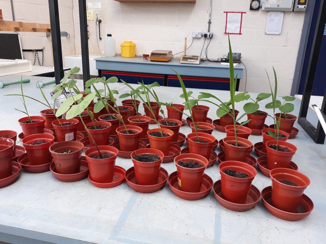 Plants sitting in pots in three rows on a white table. They have been germinating in the pots.