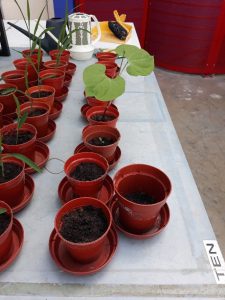 Pots in a row, with one green plant growing from one.