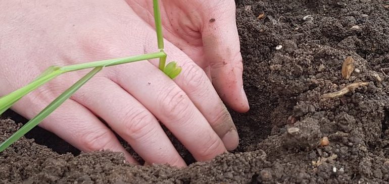 Two white hands planting a small corn plant in soil in the MERL test bed.