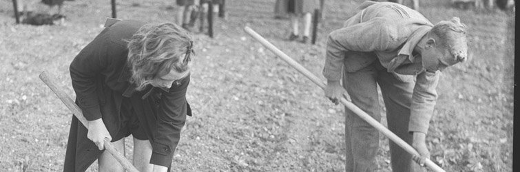 Beet Singling Competition, 13 year-old Josephine Potter using a mattock, Braintree, Essex War Agricultural Executive Committee and Felsted Factory