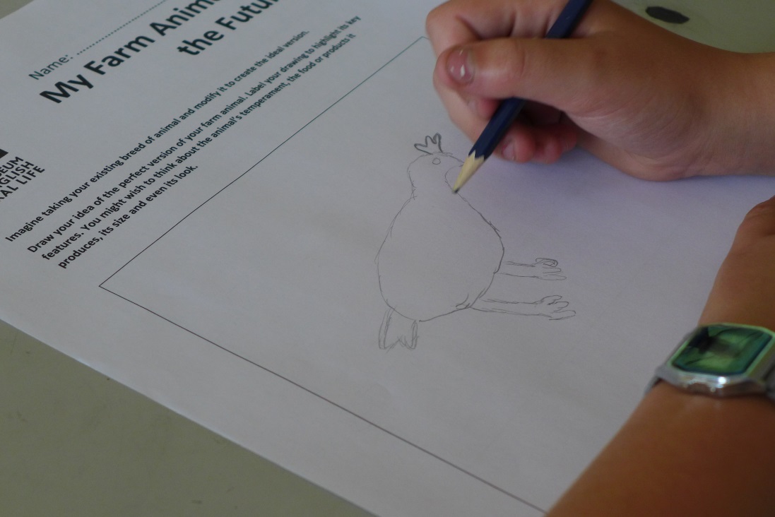 A child's hand draws a chicken on a piece of paper