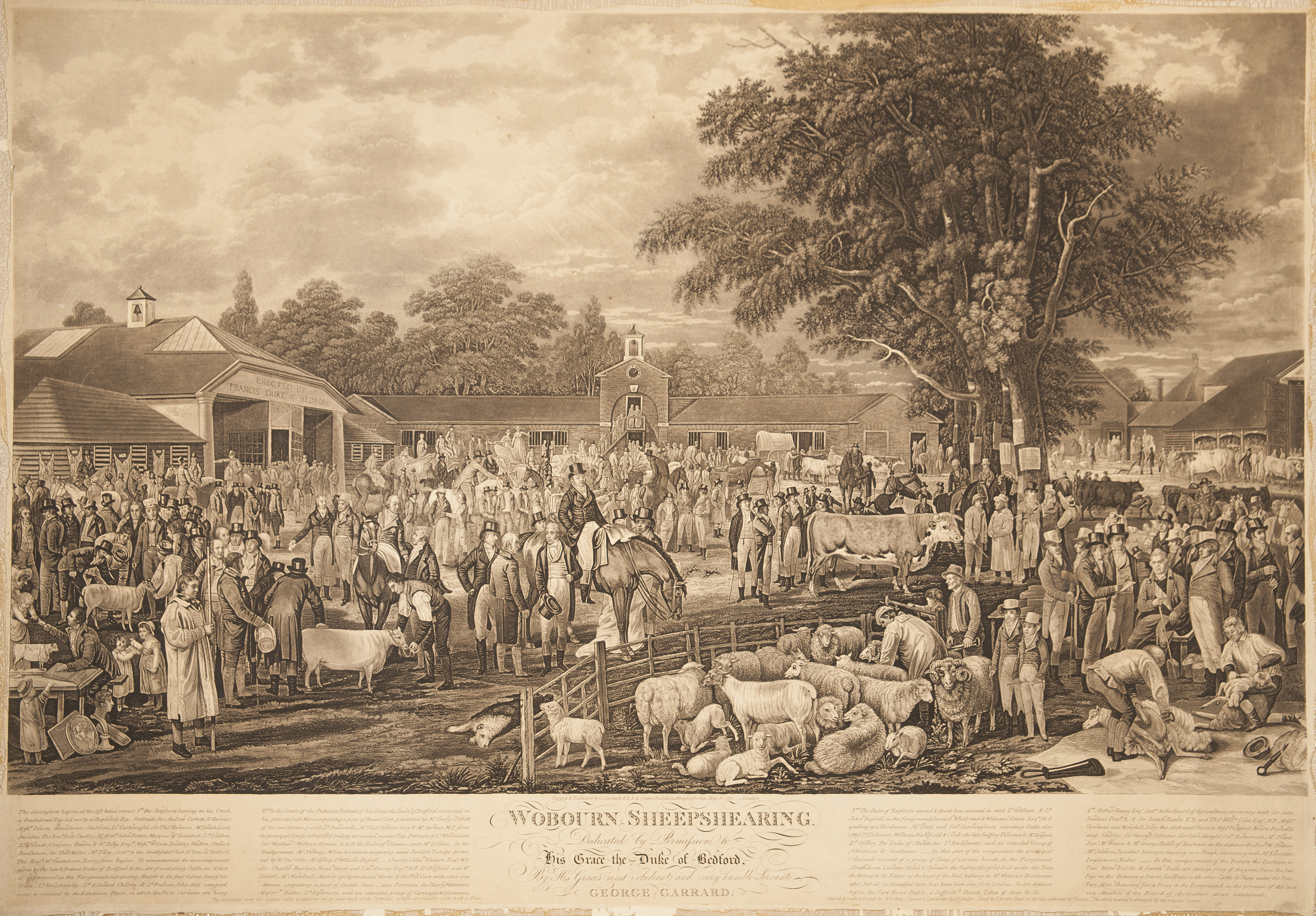 Print after a painting by George Garrard of Woburn Sheep Shearing. Print dates to 1811 and depicts peopel and animals at an early agricultural show.