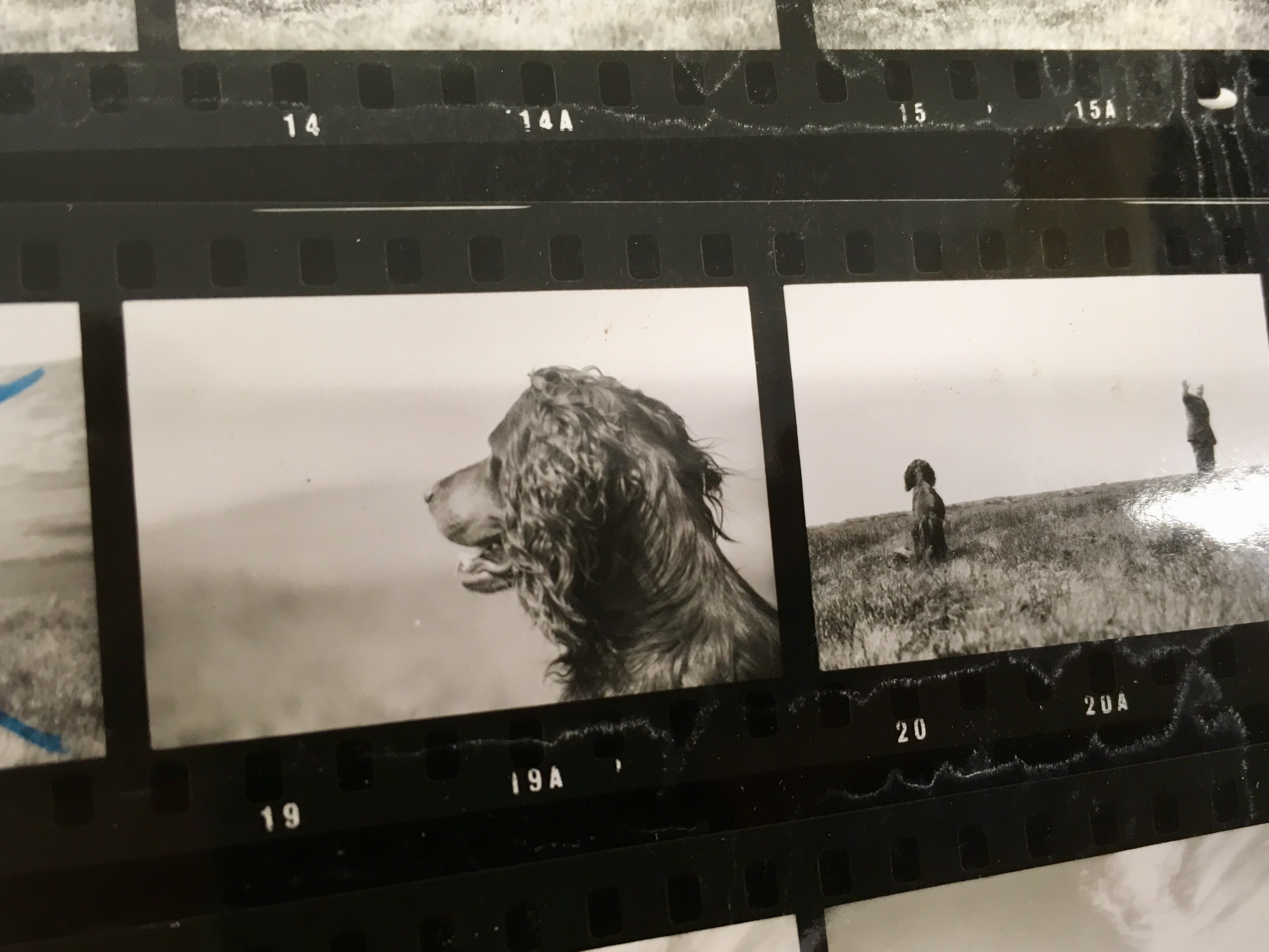 Close-up image of a gun dog at a pigeon shoot in 1973.