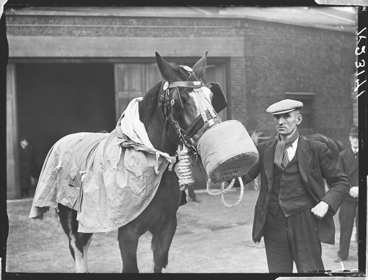 Mark I respiration and anti gas rug on a horse at the Royal Veterinary College, London