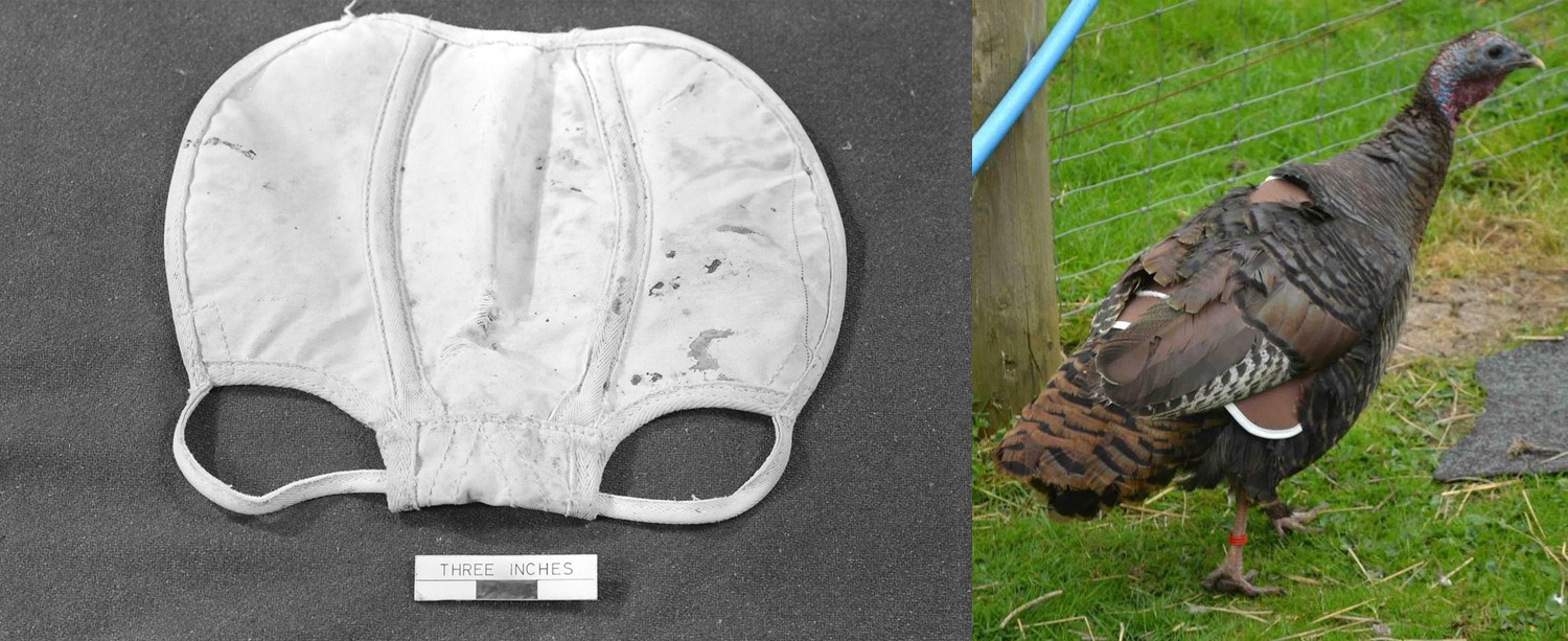 An image of a turkey saddle (a kind of underwear) on the left, and an example of a turkey wearing one on the right.