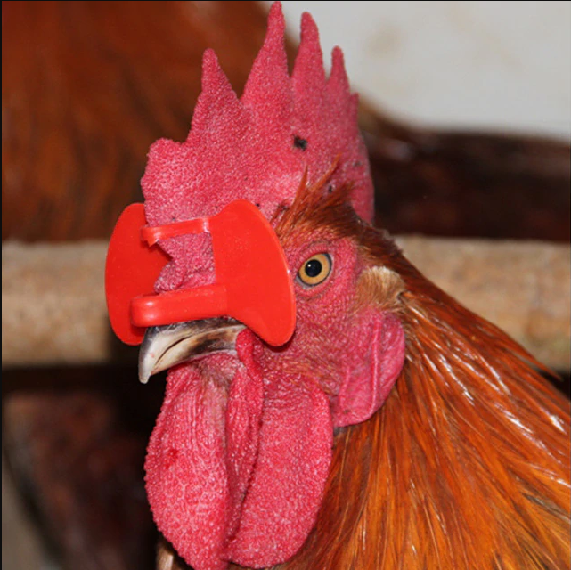 A headshot of a cockerel wearing red glasses.