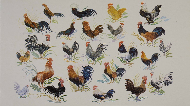 Brightly coloured poultry print