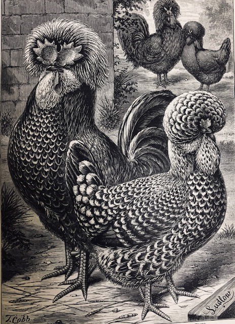 Black and white illustration of rare breeds of poultry
