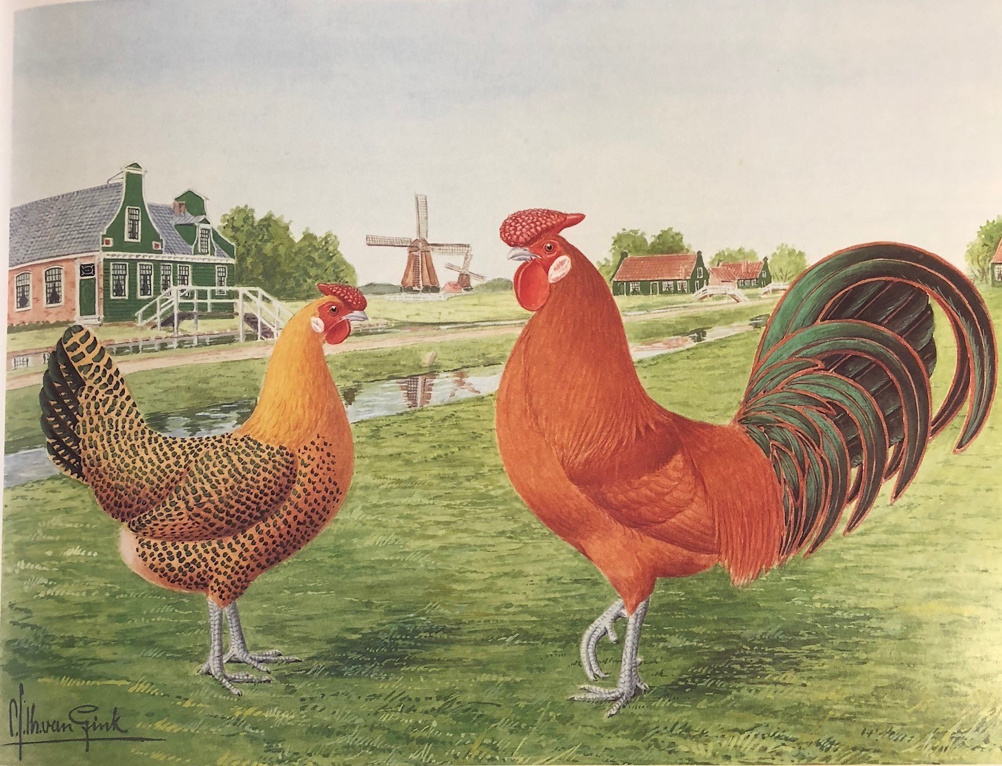 Colour illustration showing two chickens in front of a canal and windmill