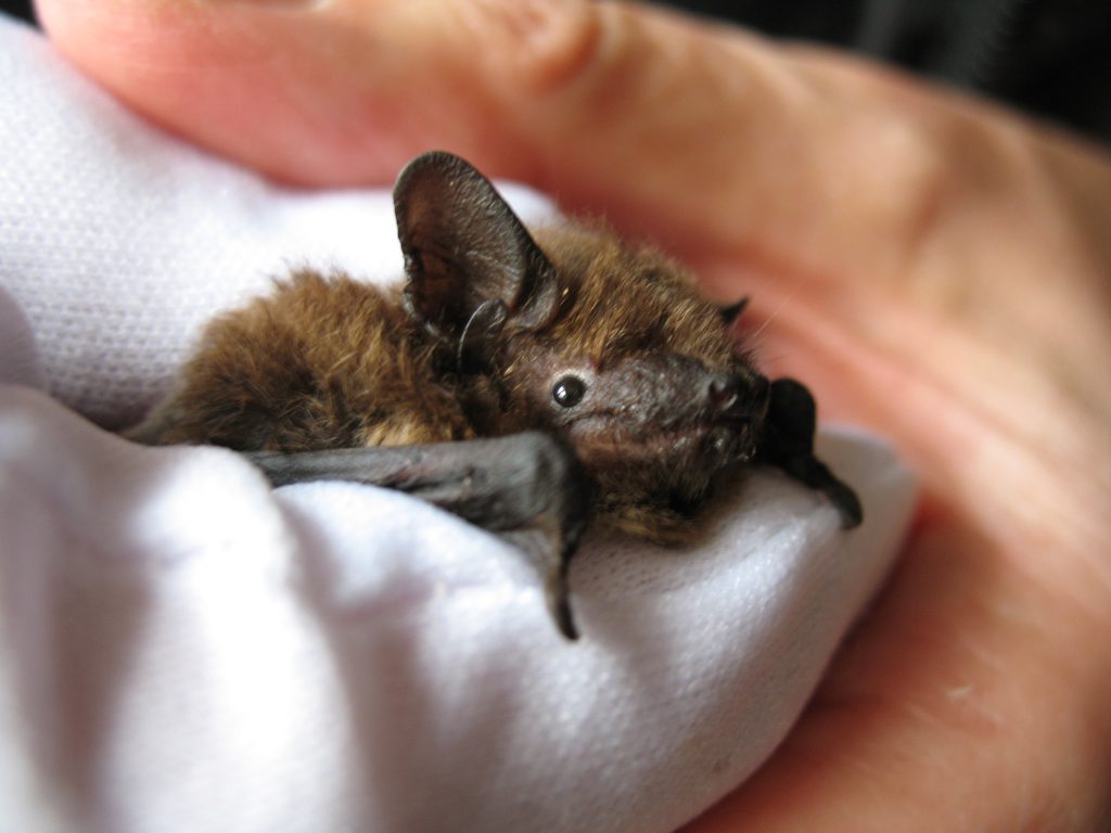 Photograph of a bat being held in a white glove.