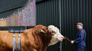 Photograph of large bull with a colourful sculpture on its back from Sire an exhibition by Maria McKinney