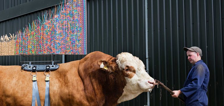 Photograph of large bull with a colourful sculpture on its back from Sire an exhibition by Maria McKinney