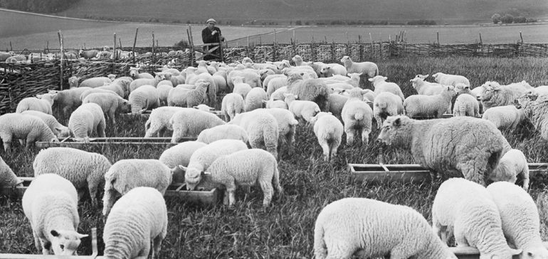 A black and white archive photo of sheep in a field being watched over by a shepherd leaning on a fence, for the seminar series