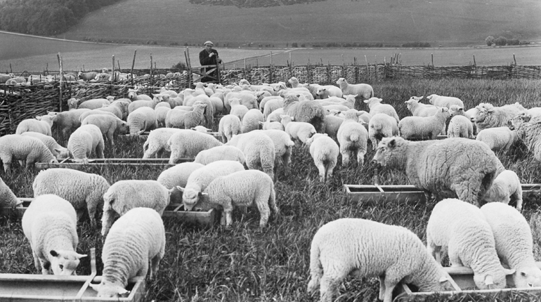 A black and white archive photo of sheep in a field being watched over by a shepherd leaning on a fence, for the seminar series