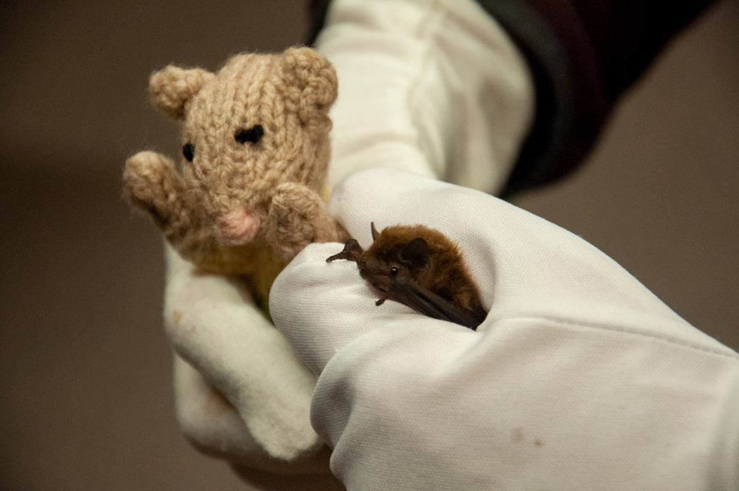 A picture of a bat held in a white gloved hand.
