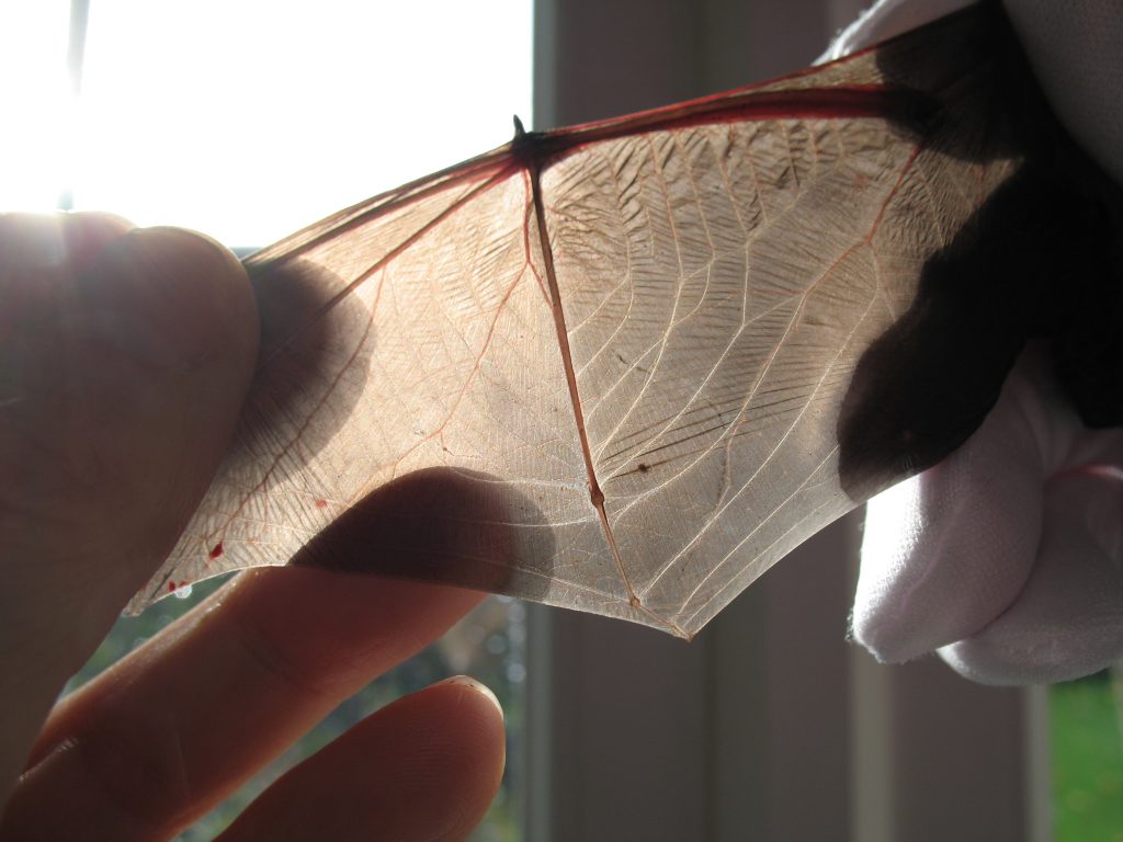 A photo of the bat's wing held up to the light.