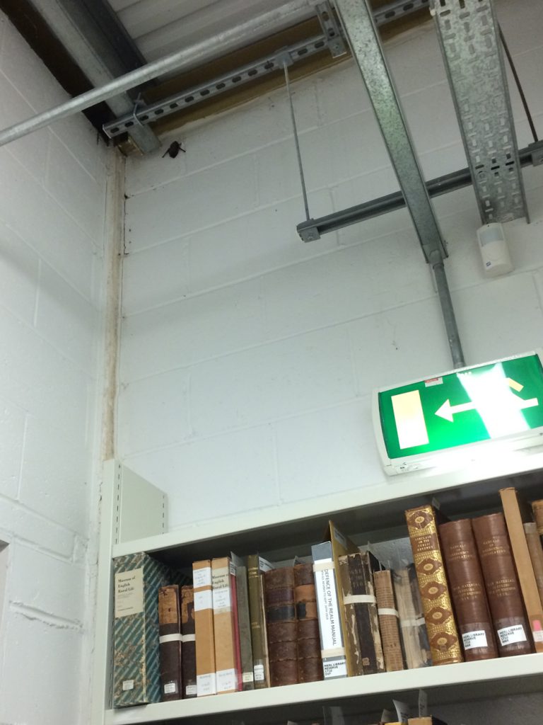 A bat in the corner of the rare books store.