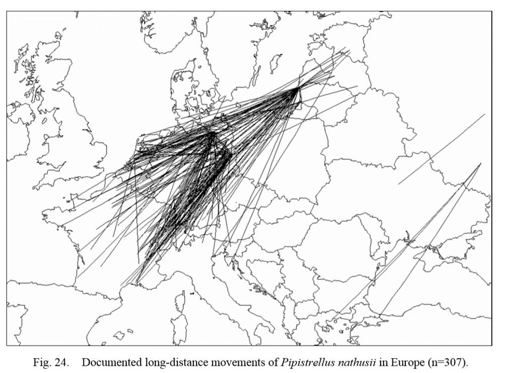 A map showing bat migration from the Baltics to western Europe.