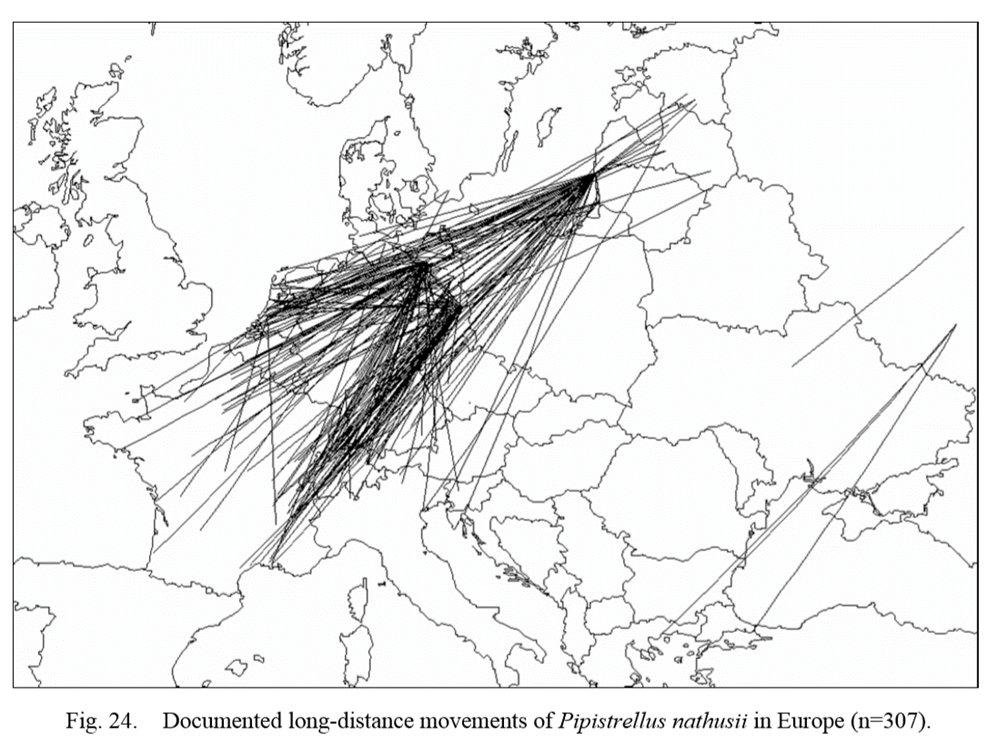 migratory bat maps