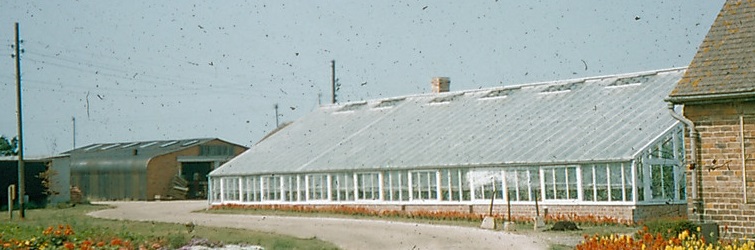 Exterior of a greenhouse at the Sidlesham Land Settlement Association