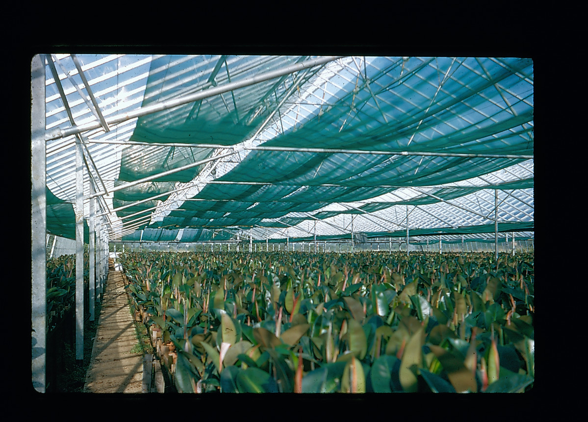 The interior of a large greenhouse, with plants growing inside
