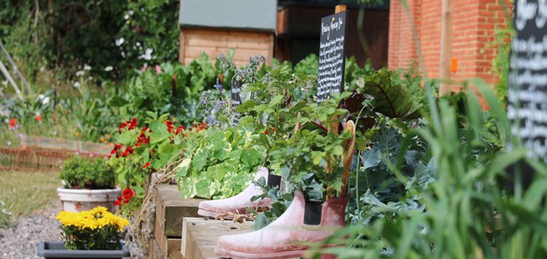 plants planted in boots on the raised beds in the