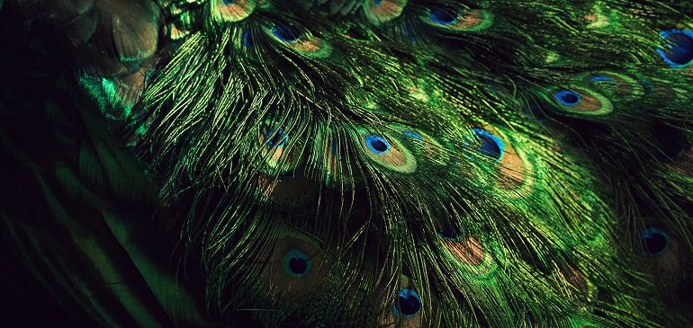 A peacock's feathers against a black background