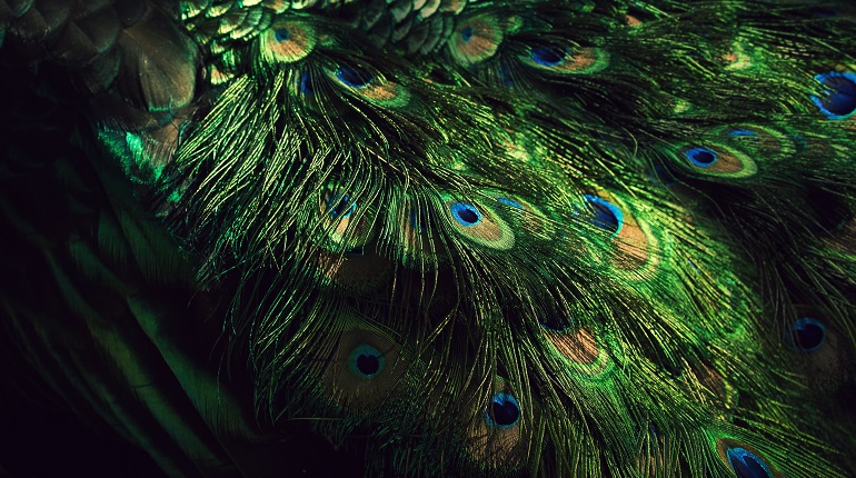A peacock's feathers against a black background