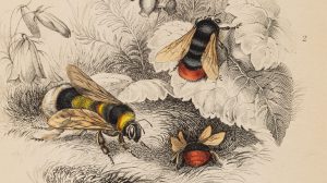 Line drawings of bees from the Cowan bee collection exhibition